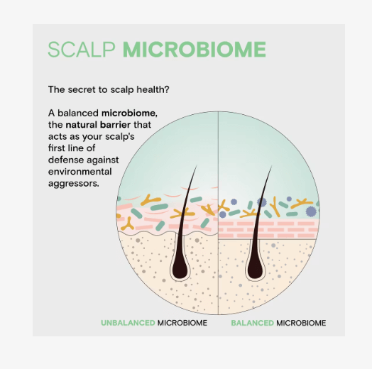 Diagram of scalp microbiome with balanced and unbalanced microbiome illustration.